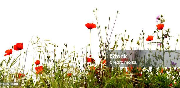 Photo libre de droit de Rouges Coquelicots banque d'images et plus d'images libres de droit de Arbre en fleurs - Arbre en fleurs, Beauté de la nature, Blanc