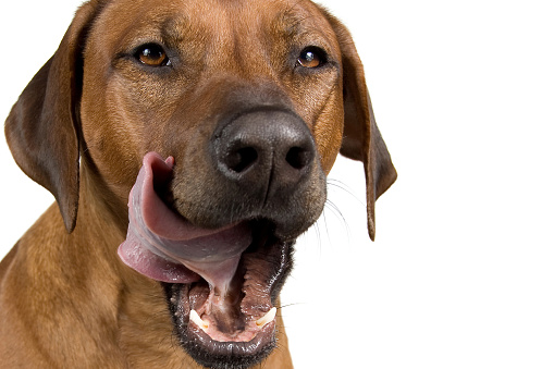 close up color photo portrait of a rhodesian ridgeback licking her face