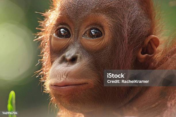 Baby Orangutan Stockfoto und mehr Bilder von Affe - Affe, Asien, Fotografie