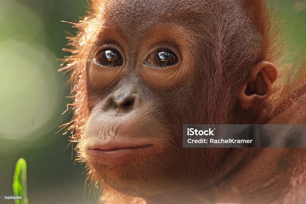 Chá de Orangotango - Foto de stock de Animal royalty-free
