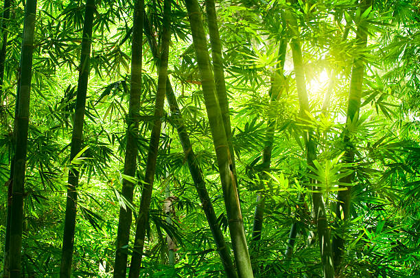 floresta de bambu - bamboo grove imagens e fotografias de stock