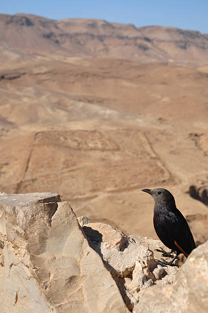 Masada Grackle - foto stock