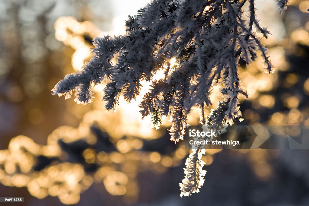 Inverno em forma de cristais de gelo de Frozen pinheiros - Foto de stock de Galho royalty-free