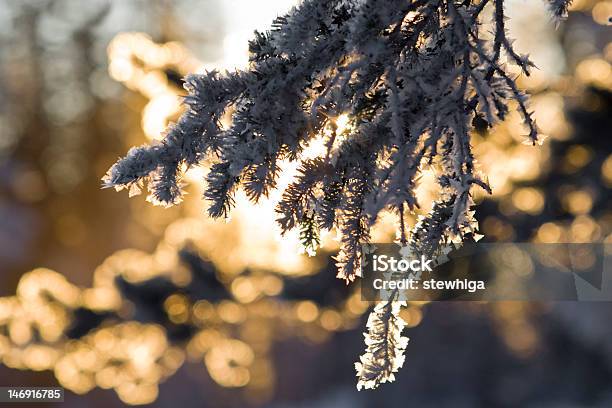 Foto de Inverno Em Forma De Cristais De Gelo De Frozen Pinheiros e mais fotos de stock de Galho
