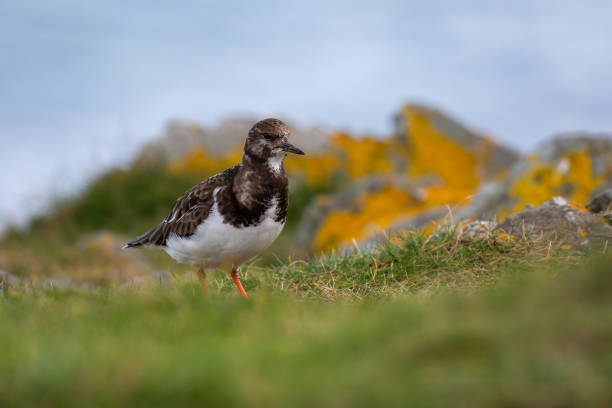 istock Turnstone (Arenaria interpres) on grass by the sea 1469168646