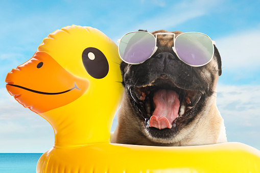 Cute funny dog with sunglasses in inflatable ring at pet friendly beach