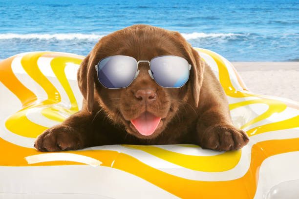 istock Cute funny dog with sunglasses in inflatable ring at pet friendly beach 1469169021