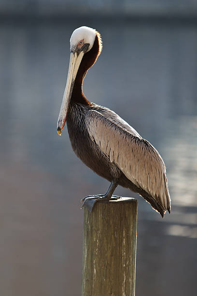 Pelican sitting on piling stock photo