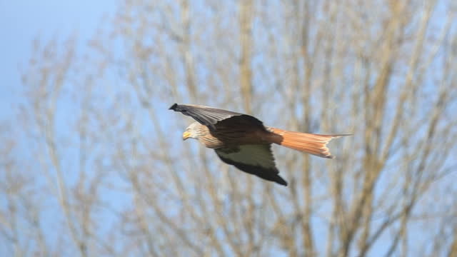 Red kite eagle