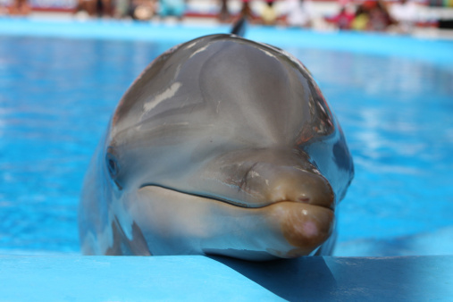 Bottle nosed dolphin in the water