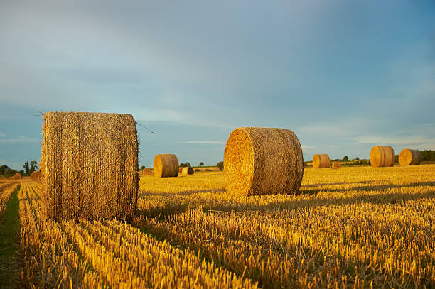 Straw bales on farmland. stock photo