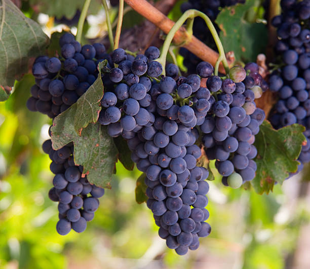 istock Grape Cluster Hanging on Strong Vine in Vintners Vineyard 146916989