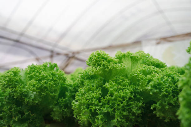 vegetable lettuce in a greenhouse farm