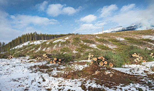 Logging in Banff National Park as part of a forest fire mitigation program