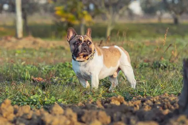 An French Bulldog stands in a field of lush, brown soil, with lush green trees in the background