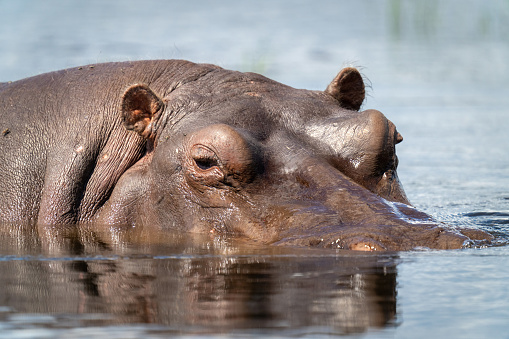 Hippo (Hippopotamus amphibius) in the Shire River in Malawi with an oxpecker (buphagus) on his head.