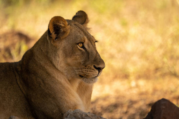 istock Close-up of lioness lying staring in shadow 1469171717