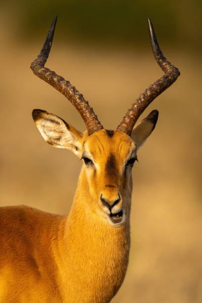 Close-up of male common impala chewing grass Close-up of male common impala chewing grass ice hockey bookies promotional codes stock pictures, royalty-free photos & images