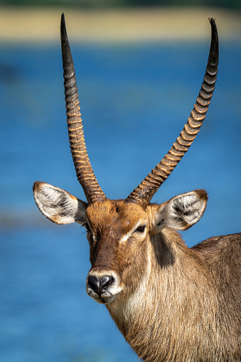 Close-up of male common waterbuck by river