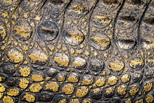 Close-up of Nile crocodile body in sun
