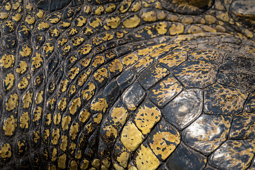 Close-up of Nile crocodile leg in sun