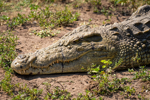 Close-up of Nile crocodile lying watching camera