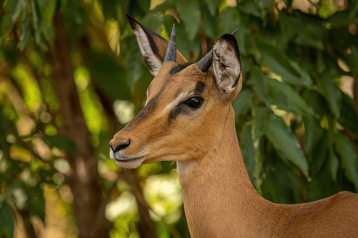 Close-up of young common impala eyeing camera