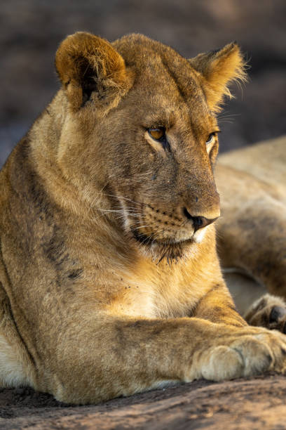 istock Close-up of young lion lying by another 1469172027