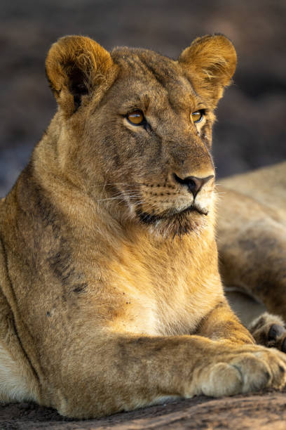 istock Close-up of young lion lying looking up 1469172100