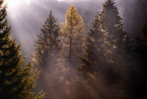 Sunlight through pine trees in Slovenia. Photographed in medium format.