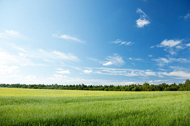 campo de aveia e céu ensolarado - oat farm grass barley - fotografias e filmes do acervo