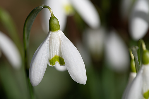 Close up of white snowdrops growing in a meadow in February