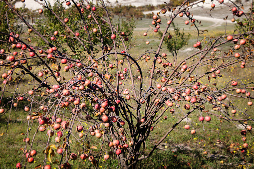 Apple orchard was left uncollected crop, abandoned garden. Apples hanging on the branches without leaves