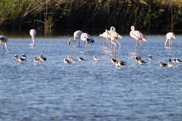 istock Flamingos in Portugal 1469176662