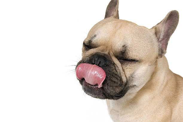 Minolo the Frenchie Color Studio Photograph of a Male French Bulldog licking his face against a White Background animal lips photos stock pictures, royalty-free photos & images
