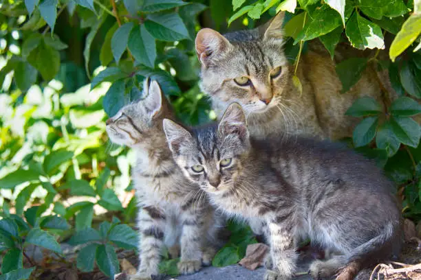 Cat and kittens ordinary breeds, wild paint, stray cats on street (in wild grapes)