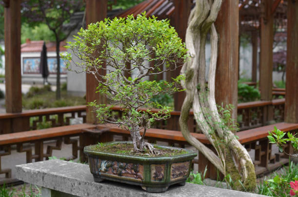 istock Beautiful Bonsai tree on stone surface in park 1469178913