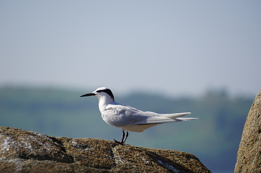 Forster's tern bird on the rock