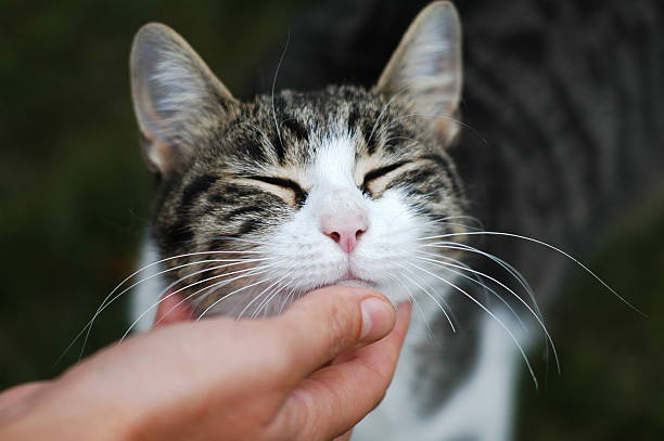 istock kitty enjoys the caress 146917970