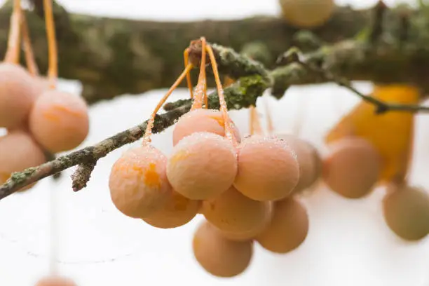 Details ripe fruit hanging from the tree Ginkgo Biloba. In autumn with water drops morning dew and cobwebs. - Detalle del fruto maduro , colgando, del arbol Ginkgo Biloba. En otoño  con gotas de agua del rocio de la mañana y telarañas