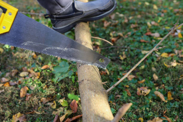 istock A person cutting a tree branch with a saw 1469179845