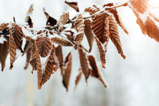 Winter background. Yellowed leaves on a branch covered with snow close-up. Front view