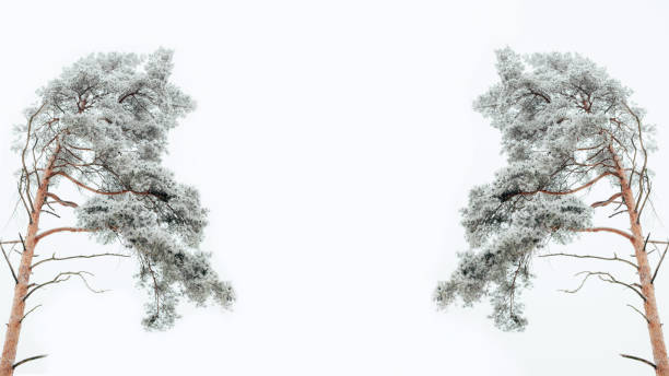 Snow-covered pines against a cloudy gray winter sky. Natural background web banner, copy space