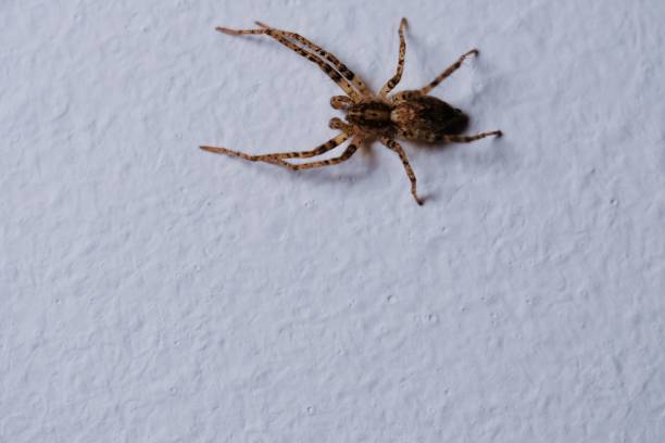 istock Close-up shot of a Anyphaena spider on a white wall 1469182484