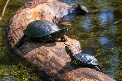 Two european pond turtles resting and sunbathing on the log in the swamp at sunny summer day. Wildlife photo