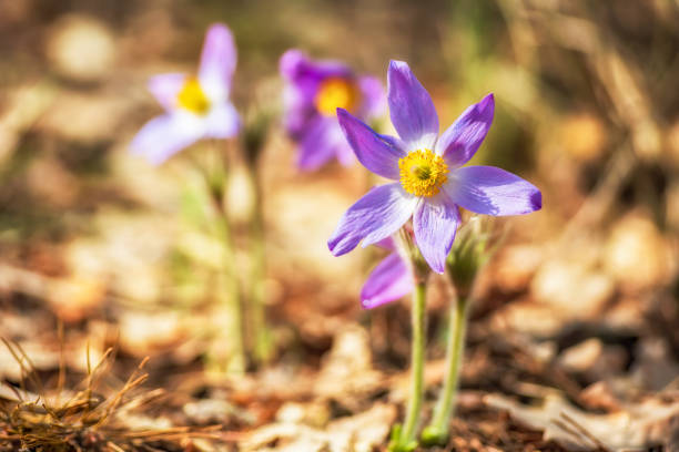 Beautiful pasque or anemone wild flowers in sunny spring forest. It grows wild and its blooming is one of the first signs of spring. Eastern holiday concept