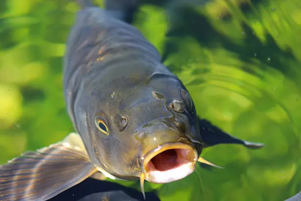Carp looking from green water