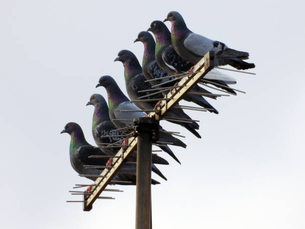istock pigeons sitting on the antenna and rooftop 1469183979