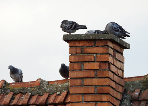 istock pigeons sitting on the antenna and rooftop 1469184024