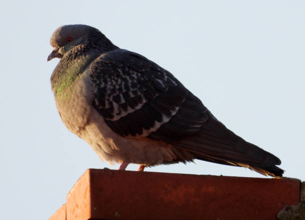 istock pigeons sitting on the antenna and rooftop 1469184135